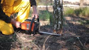 Best Tree Health Inspection  in Temple City, CA